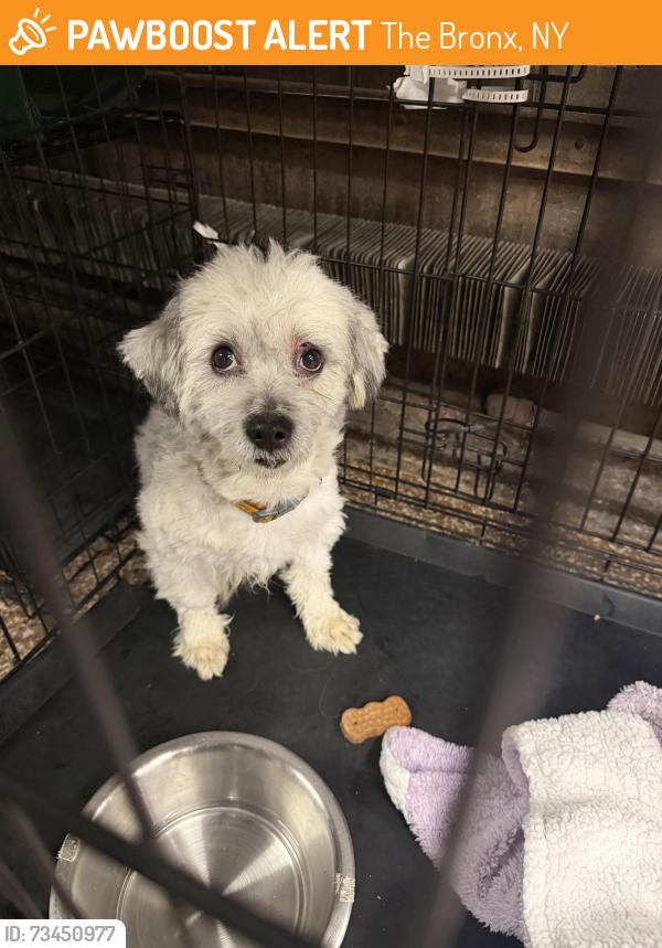 Found/Stray Male Dog last seen Laconia Ave and 233rd Street, The Bronx, NY 10466
