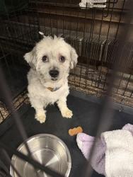 Found/Stray Male Dog last seen Laconia Ave and 233rd Street, The Bronx, NY 10466