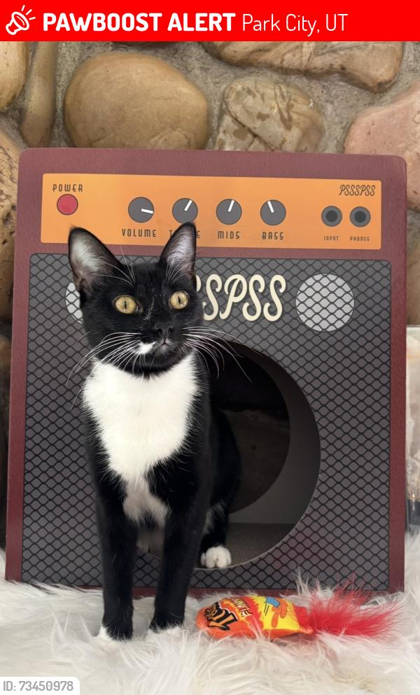 Lost Female Cat last seen On the golf course at park city cndmniums, Park City, UT 84060