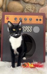 Lost Female Cat last seen On the golf course at park city cndmniums, Park City, UT 84060