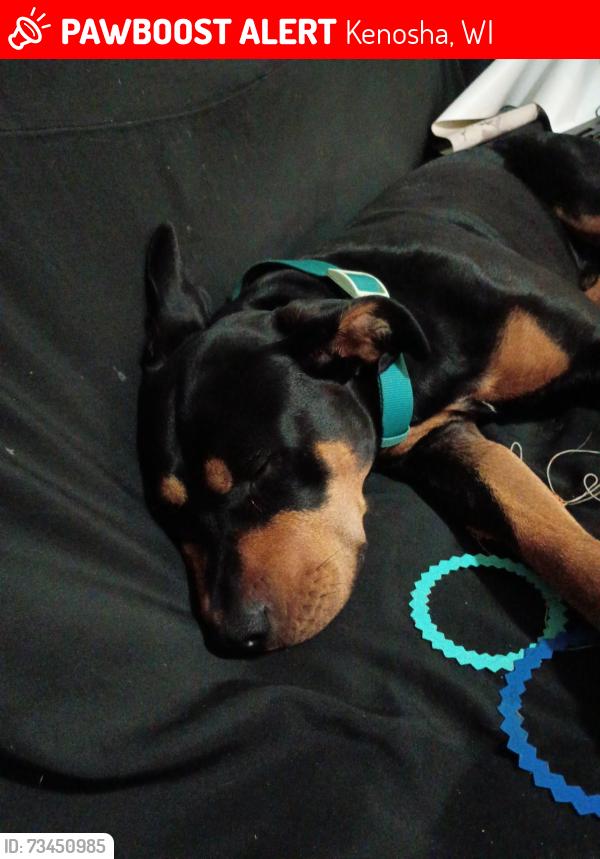 Lost Male Dog last seen Near 14th avenue Kenosha wi, Kenosha, WI 53140