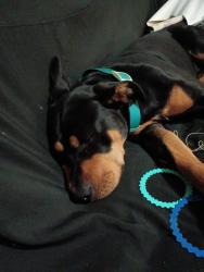 Lost Male Dog last seen Near 14th avenue Kenosha wi, Kenosha, WI 53140