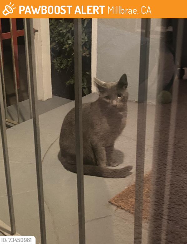 Found/Stray Unknown Cat last seen Hemlock Ave & Hillcrest Drive, Millbrae, CA 94030