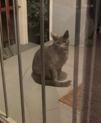 Found/Stray Unknown Cat last seen Hemlock Ave & Hillcrest Drive, Millbrae, CA 94030