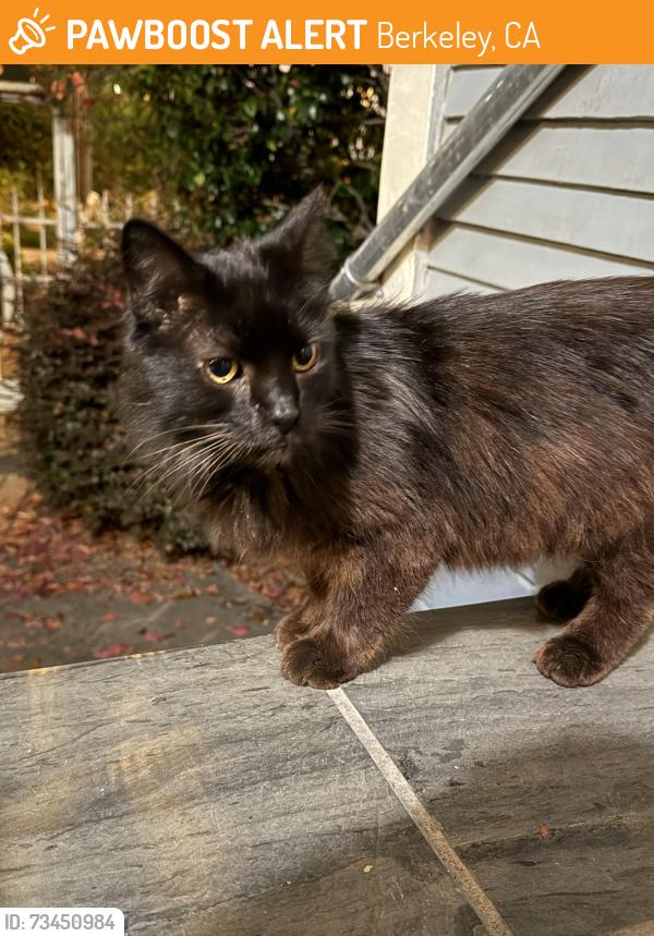 Found/Stray Unknown Cat last seen Bonita and Berkeley, Berkeley, CA 94704