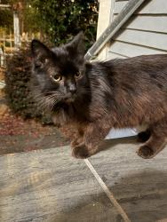 Found/Stray Unknown Cat last seen Bonita and Berkeley, Berkeley, CA 94704