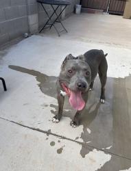 Found/Stray Male Dog last seen 39th and Cactus, Phoenix, AZ 85029