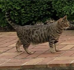 Reunited Male Cat last seen Scottsville, Scottsville, VA 24590