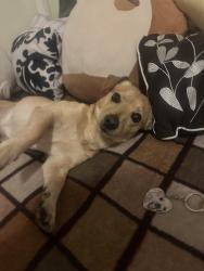Lost Male Dog last seen La Brea Avenue & Manchester Avenue, Inglewood, CA 90301