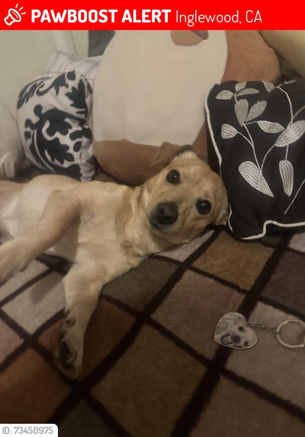 Lost Male Dog last seen La Brea Avenue & Manchester Avenue, Inglewood, CA 90301