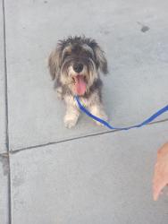 Reunited Unknown Dog last seen Ave D and California by Dollar Tree, Yucaipa, CA 92399