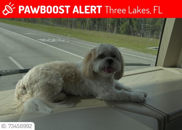 Lost Male Dog last seen Sw 129 ave, Miami, FL 33175