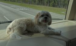 Lost Male Dog last seen Sw 129 ave, Miami, FL 33175