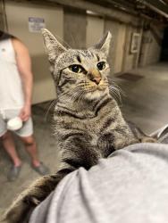 Found/Stray Female Cat last seen 7th and Grand, Long Beach, CA 90814