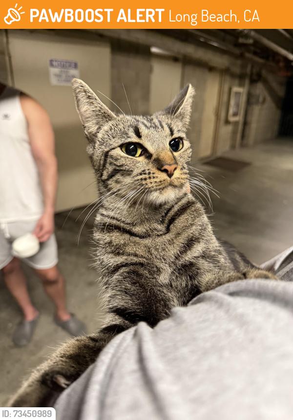 Found/Stray Female Cat last seen 7th and Grand, Long Beach, CA 90814