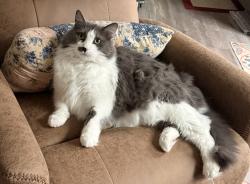 Lost Male Cat last seen Calvin Creek, Troutman, NC 28166