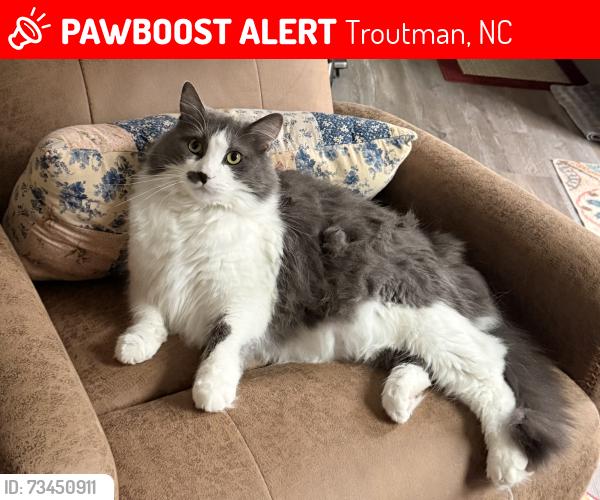 Lost Male Cat last seen Calvin Creek, Troutman, NC 28166