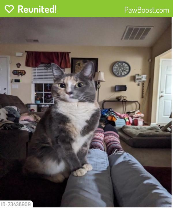 Reunited Female Cat last seen Old Rutherford Rd and Chick Springs Rd, Greenville County, SC 29687