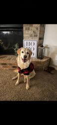 Lost Female Dog last seen Near Talavera Ridge, San Antonio, TX 78257 The Overlook at The Rim apmts, San Antonio, TX 78257