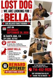 Lost Female Dog last seen By Starbucks, Santa Ana, CA 92705