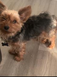 Reunited Male Dog last seen Woodson Terrace, MO, USA, Woodson Terrace, MO 63134