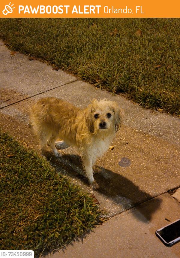 Found/Stray Unknown Dog last seen Near Waterland Ct, Orlando, FL 32828, USA, Orlando, FL 32828