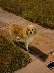 Found/Stray Unknown Dog last seen Near Waterland Ct, Orlando, FL 32828, USA, Orlando, FL 32828