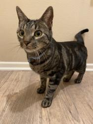 Found/Stray Male Cat last seen Haddington Dr and Locklan Ct, Riverside, CA 92507