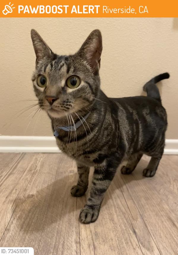 Found/Stray Male Cat last seen Haddington Dr and Locklan Ct, Riverside, CA 92507