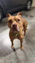 Found/Stray Male Dog last seen Trenholm & Forest, Columbia, SC 29206