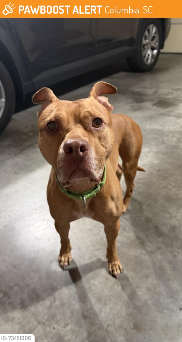 Found/Stray Male Dog last seen Trenholm & Forest, Columbia, SC 29206