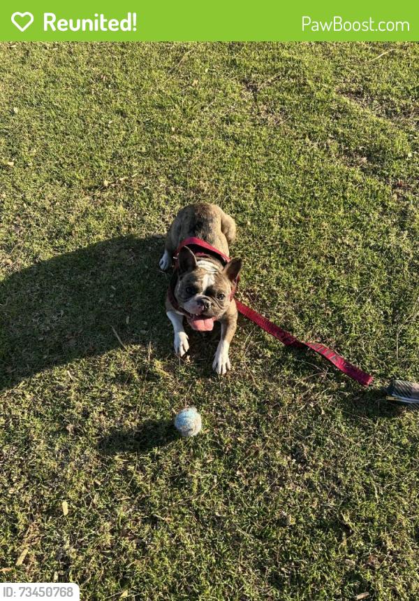 Reunited Female Dog last seen Near Emerald Dr, Vista, CA 92083, USA, Vista, CA 92083