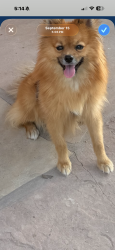 Lost Male Dog last seen Sahuarita tatanka ln, Sahuarita, AZ 85629