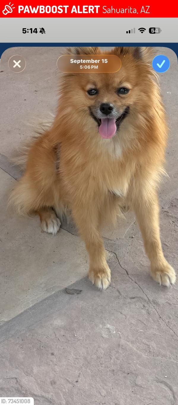 Lost Male Dog last seen Sahuarita tatanka ln, Sahuarita, AZ 85629