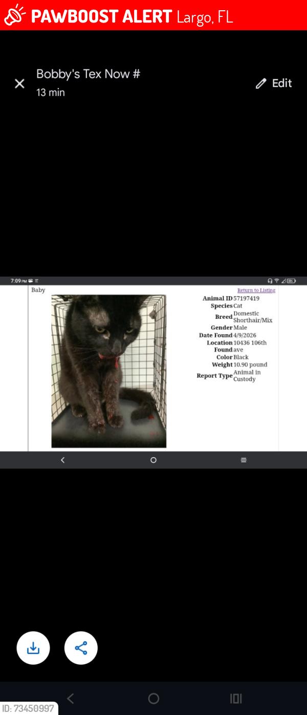 Lost Male Cat last seen 106th and seminal, Largo, FL 33773