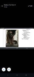 Lost Male Cat last seen 106th and seminal, Largo, FL 33773