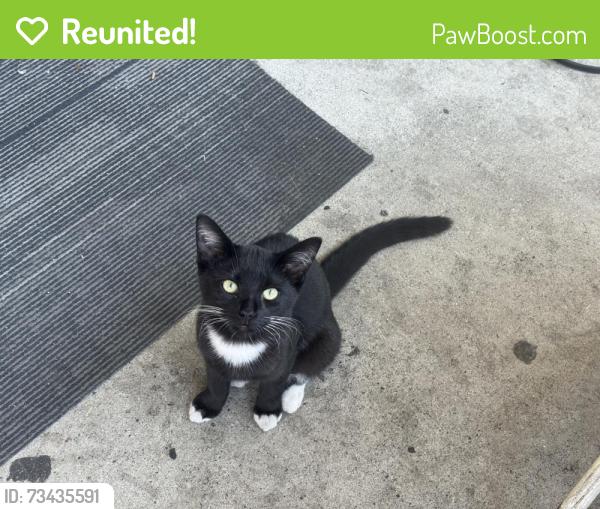 Reunited Female Cat last seen Garden Grove Blvd & Dale St, Garden Grove, CA 92844