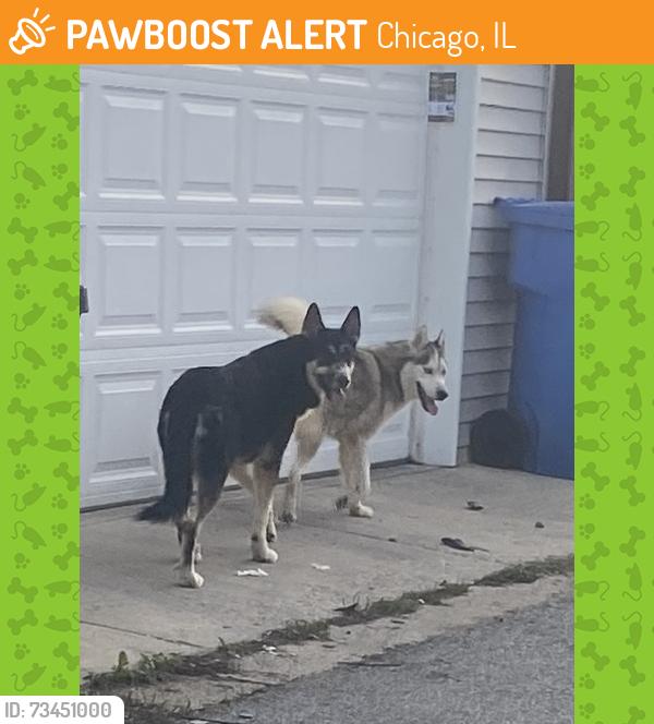 Found/Stray Unknown Dog last seen Near W 69th Pl Chicago, IL 60629, Chicago, IL 60629