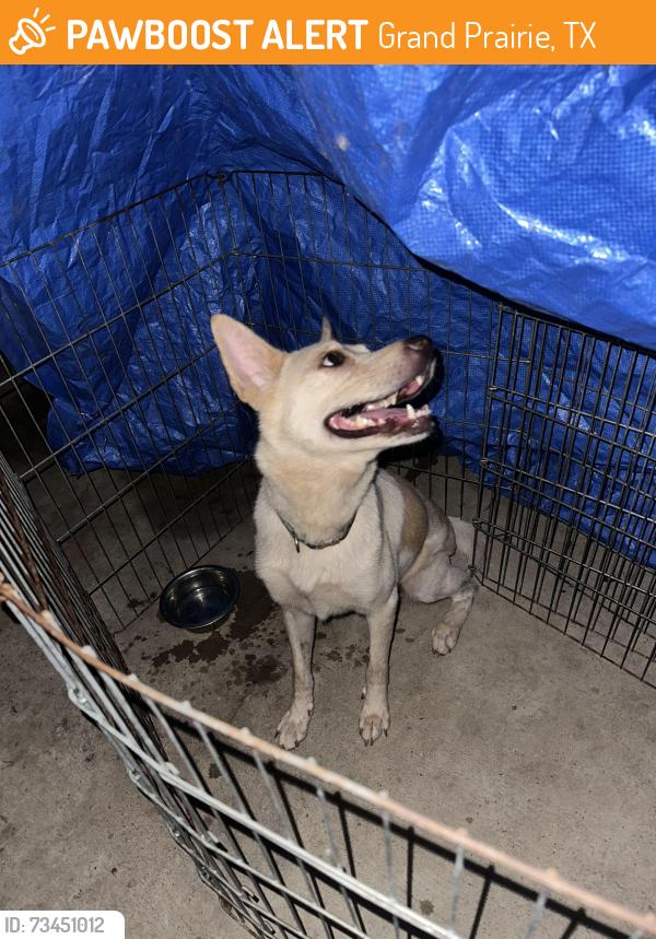 Found/Stray Female Dog last seen Warrior & Corn Valley, Grand Prairie, TX 75052