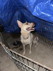 Found/Stray Female Dog last seen Warrior & Corn Valley, Grand Prairie, TX 75052