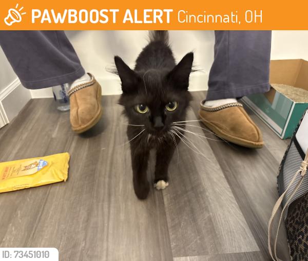 Found/Stray Unknown Cat last seen near the street, Cincinnati, OH 45213