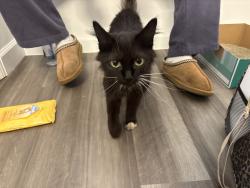 Found/Stray Unknown Cat last seen near the street, Cincinnati, OH 45213