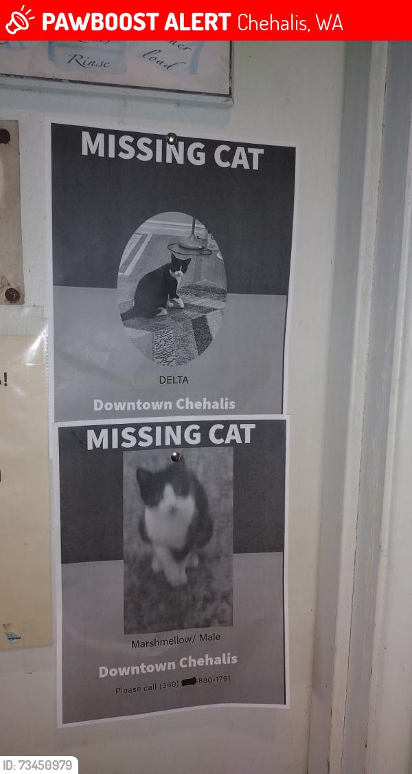 Lost Male Cat last seen NE Cascade Ave, Chehalis, WA 98532