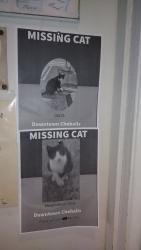 Lost Male Cat last seen NE Cascade Ave, Chehalis, WA 98532