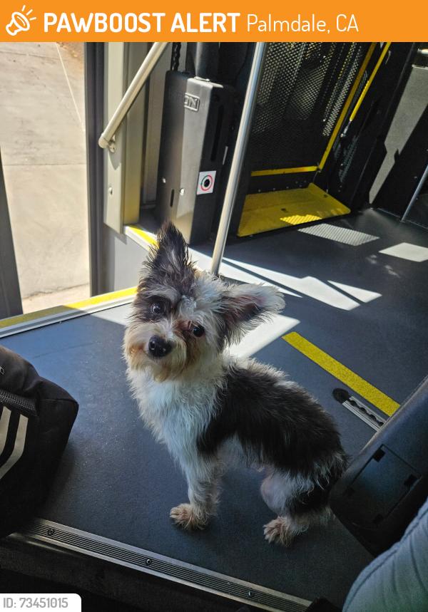 Found/Stray Male Dog last seen East Ave R - between Division & Sierra Hwy, Palmdale, CA 93550