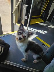 Found/Stray Male Dog last seen East Ave R - between Division & Sierra Hwy, Palmdale, CA 93550