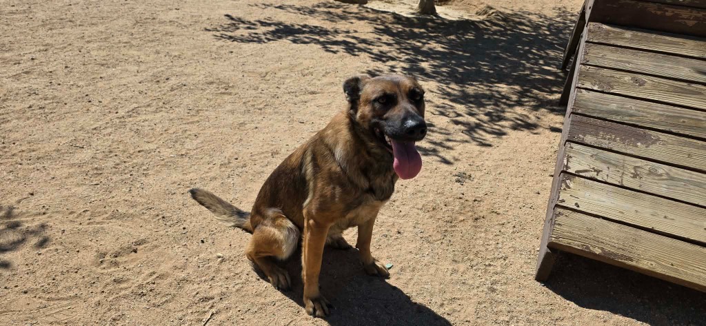 Shelter Stray Female Dog last seen , 5000 Lindbergh Blvd, California City, CA 93505, USA