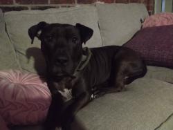 Reunited Male Dog last seen Near Bathurst Dr, Houston, TX 77053, USA, Houston, TX 77053