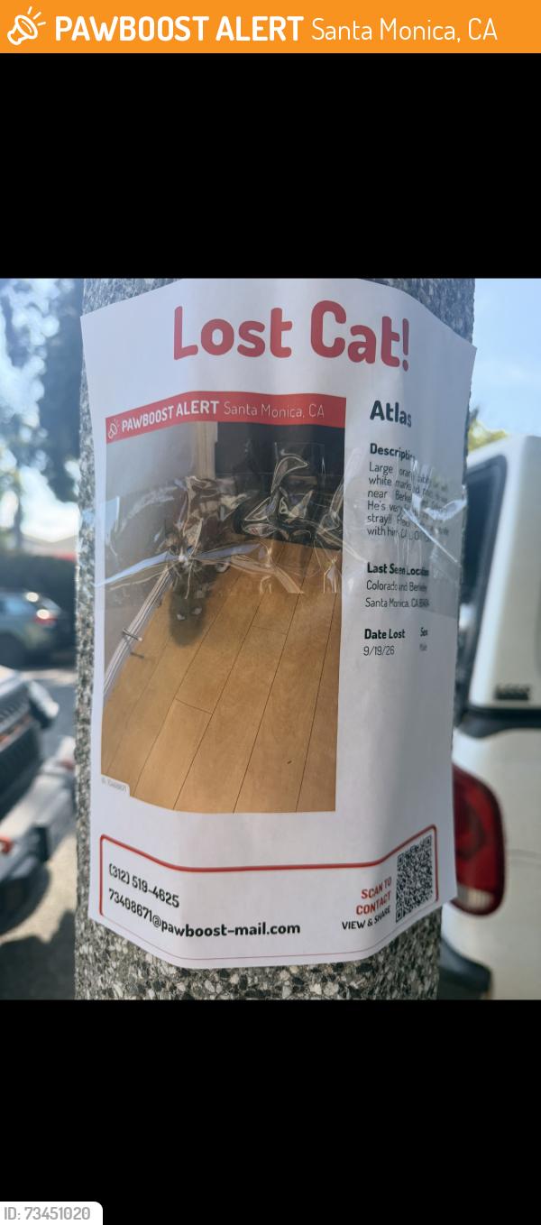 Found/Stray Male Cat last seen Broadway and Princeton, Santa Monica, CA 90404