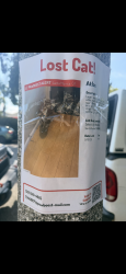Found/Stray Male Cat last seen Broadway and Princeton, Santa Monica, CA 90404